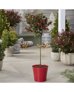 Premium Quality Festive Holly Tree Covered in Berries with RED Planter