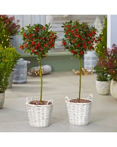 Pair of Premium Quality Holly Trees Covered in Berries in Baskets
