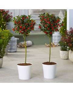 Pair of Premium Quality Festive Holly Trees Covered in Berries with Contemporary White Planters