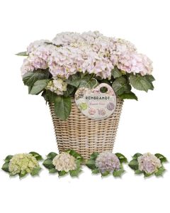 BLACK FRIDAY DEAL - Hydrangea Rembrandt Elegant