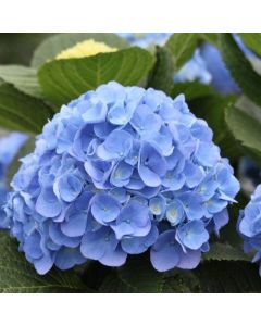 GIANT SKY-BLUE MOPHEAD Hydrangea macrophylla Elbtal BLUE - Large Flowered Mophead Hydrangea - XXXL Plants