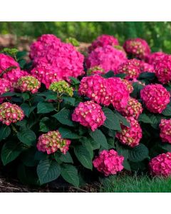 Hydrangea macrophylla Little Pink - Compact Mophead Hydrangea