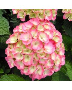 Hydrangea Rembrandt Dolce Chic