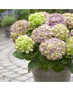 BLACK FRIDAY DEAL - Hydrangea Rembrandt Bella Blue