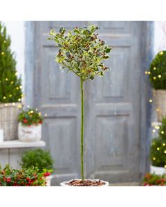 Gorgeous LARGE Variegated Holly Tree Standard - Ilex argentea marginata