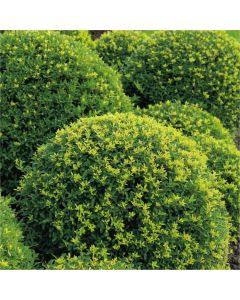 Topiary Ball - Ilex crenata Green Glory Luxus - Box leaved Japanese Holly
