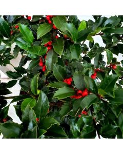 Ilex meserveae 'Blue Maid' - Holly