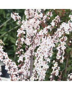Prunus Crimson Pointe - Cherry Blossom Tree