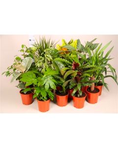 Houseplant Roulette - Lucky Dip Houseplant Selection