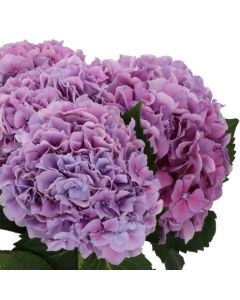 Hydrangea macrophylla Cassanova - Large Flowered Mophead Hydrangea - XXXL Plants