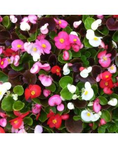 Begonia semperflorens Mixed