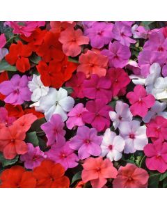 Bizzie Lizzie - Impatiens Beacon Mix - Busy Lizzie