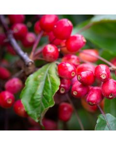 Crabapple Tree - Malus Indian Magic