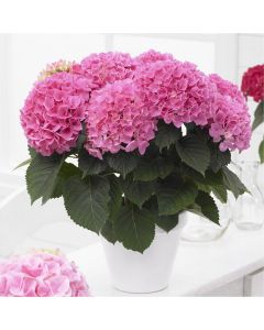 MOTHERS DAY - Blooming Indoor Rose Pink Hydrangea