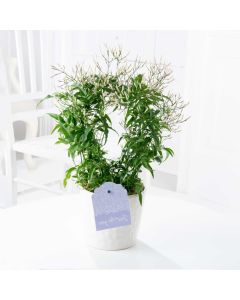 MOTHERS DAY - Perfumed Jasmin Hoop with 200+ Buds!