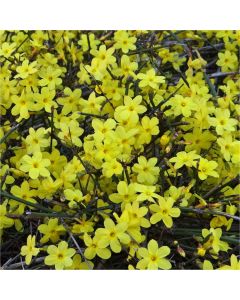 Jasminum nudiflorum - Winter Jasmin - In Bud & Bloom - Bright Yellow Flowering Winter Jasmine