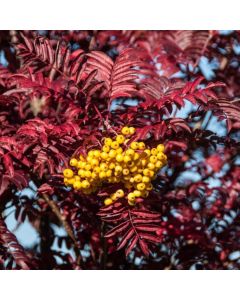 Sorbus Joseph Rock - Mountain Ash Tree