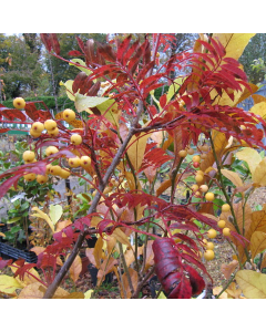 Sorbus 'Joseph Rock' - Mountain Ash Tree - Circa 240-280cm Tall