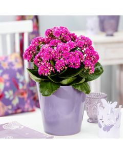 MOTHERS DAY - Pink Kalanchoe Plant in Bud & Bloom