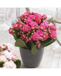 'Flaming Katy' Plant in Bud & Bursting in to Bloom - Pink Kalanchoe