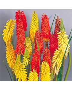 BLACK FRIDAY DEAL - Kniphofia Flamenco - Red Hot Poker