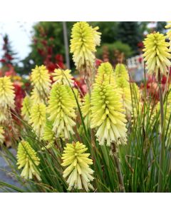 Kniphofia Poco Citron