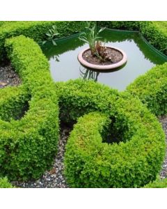 Buxus sempervirens - Hardy Box for Hedging - circa 50-80cm tall established Plants