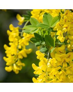 Laburnum anagyroides Yellow Rocket - Upright Golden Chain Tree
