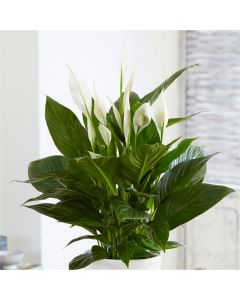 MOTHERS DAY - LARGE Peace Lily in Bud & Bloom
