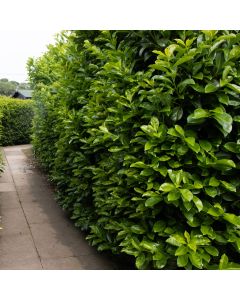 Laurel Hedging - Prunus laurocerasus ETNA Hedging Laurels - circa 80-100cms
