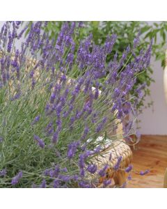 Lavender x intermedia 'Phenomenal' Niko Lavandula - Super Hardy Blue Lavender