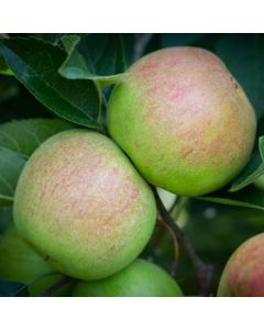 Apple Tree - Laxton's Superb (MM106)