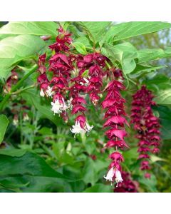 Leycesteria formosa Purple Rain - LARGE Specimen Pheasant Berry Himalayan Honeysuckle