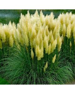 Cortaderia Lime Green Mistral - Pampas Grass