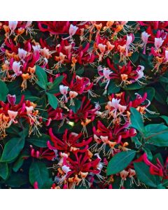 Lonicera periclymenum Serotina - Honeysuckle