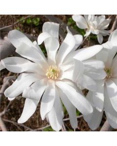 Magnolia Stellata - Large Specimen Plant
