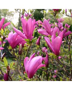 Magnolia Susan - Tulip Tree