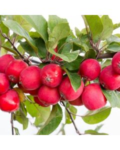 Malus Appletini® - Compact Mini Apple Tree 