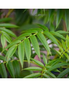 Sorbus Matthew Ridley - Rowan Tree