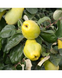 Quince Tree - Meech's Prolific Quince Tree - Meech's Prolific