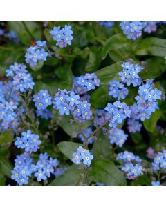 Forget Me Not Duo Terracotta Growing Set