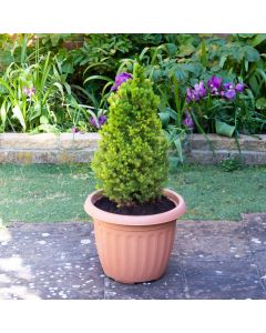 Picea glauca Conica - Dwarf alberta Spruce