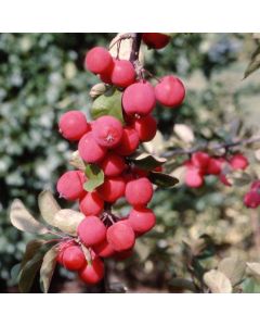 Crabapple Tree - Malus Neville Copeman