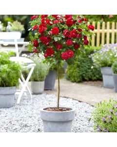 Large Standard Rose Tree - Nina Weibull