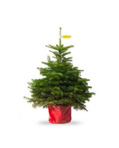 Fresh Potted Non-Drop Luxury Nordman Fir Christmas Tree - circa 5ft