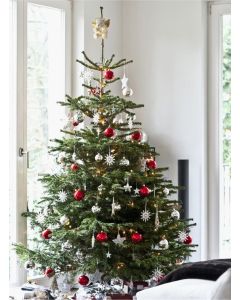 Fresh Cut Non-Drop Luxury Nordmann Fir Christmas Tree (approx 7-8ft) + 