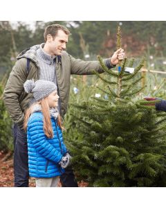 Fresh Cut Budget Premium Quality Nordmann Fir Christmas Tree circa 5-6ft tall + Immediate Dispatch +