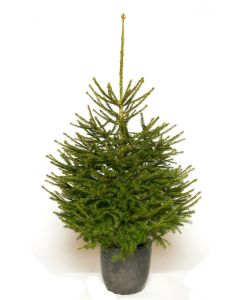 Fresh Christmas Tree - Traditional Potted Norway Spruce - 100-125cms - FOR IMMEDIATE DISPATCH