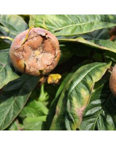Medlar Tree - Nottingham Medlar Tree - Nottingham