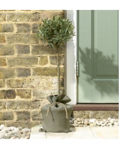 MOTHERS DAY - Olive Tree in Rustic Jute wrapped pot